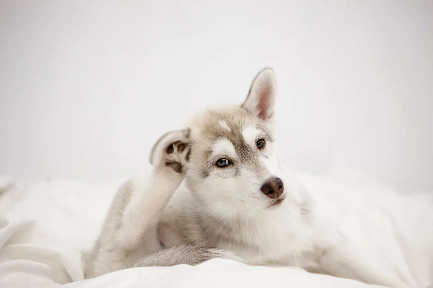 En hund som kliar sig bakom örat.