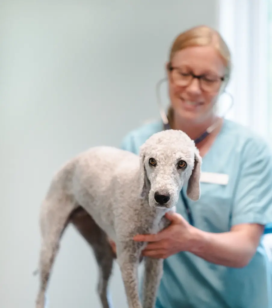 En bild på en hund som blir undersökt av en veterinär.