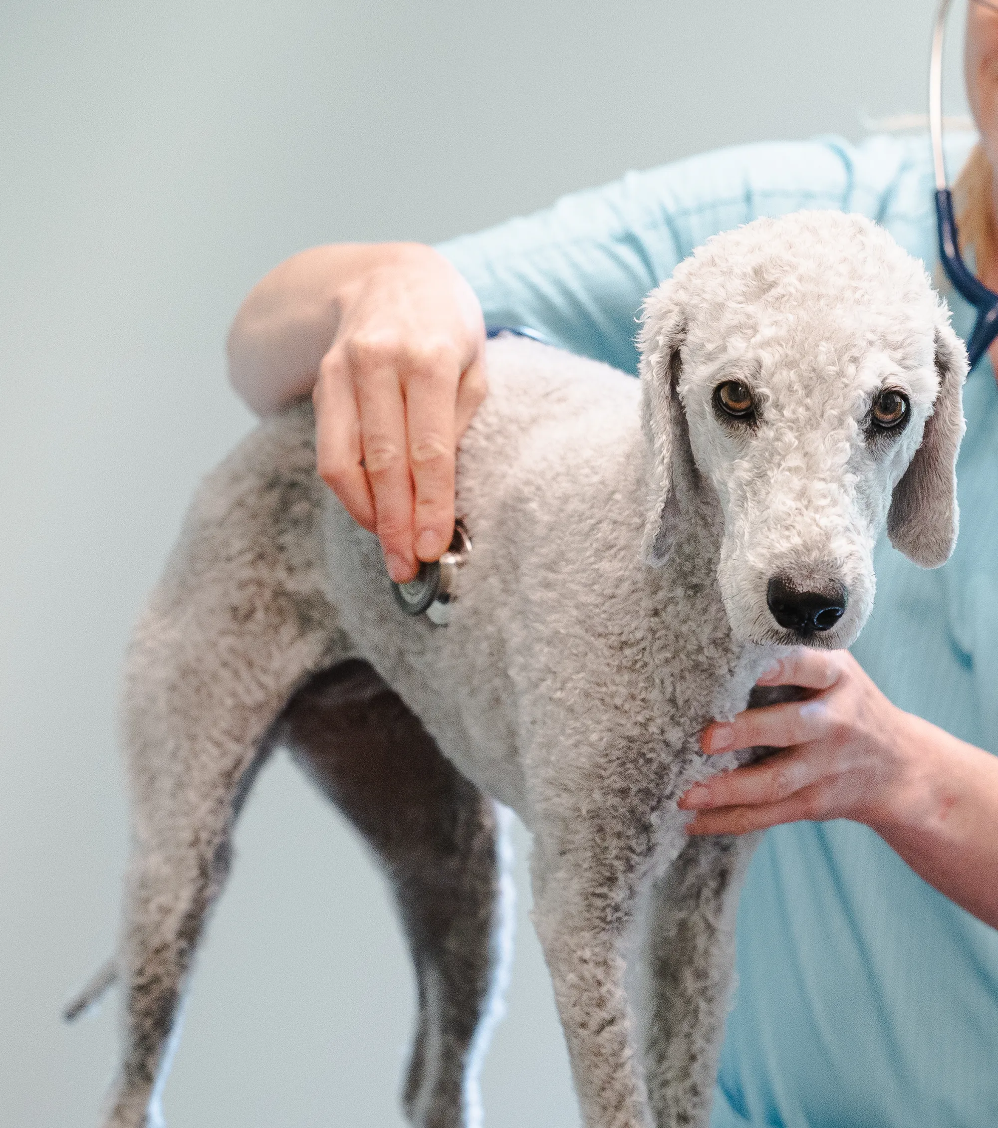 En hund som blir undersökt med stetoskop.
