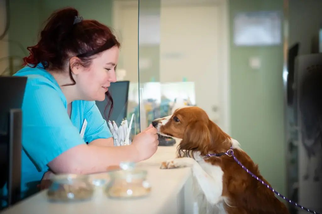 En veterinär hälsar på en hund vid receptionen på Hammarö Smådjursklinik.