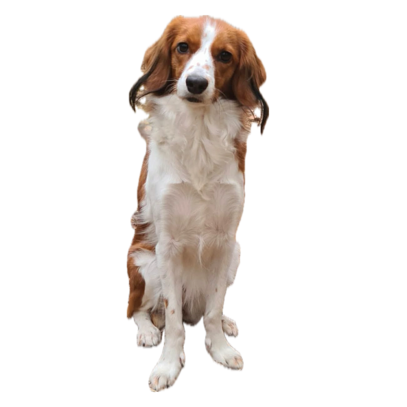 Bild på en hund.